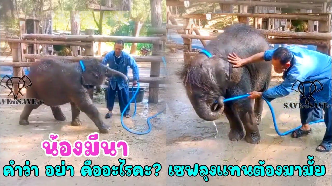 น้องมีนา เรียนหนูก็ตั้งใจเล่นก็เต็มที่ ลุงแทน จะอาบน้ำให้แต่นับคำว่า อย่า ได้กี่คำ เซฟลุงแทนต้องมา