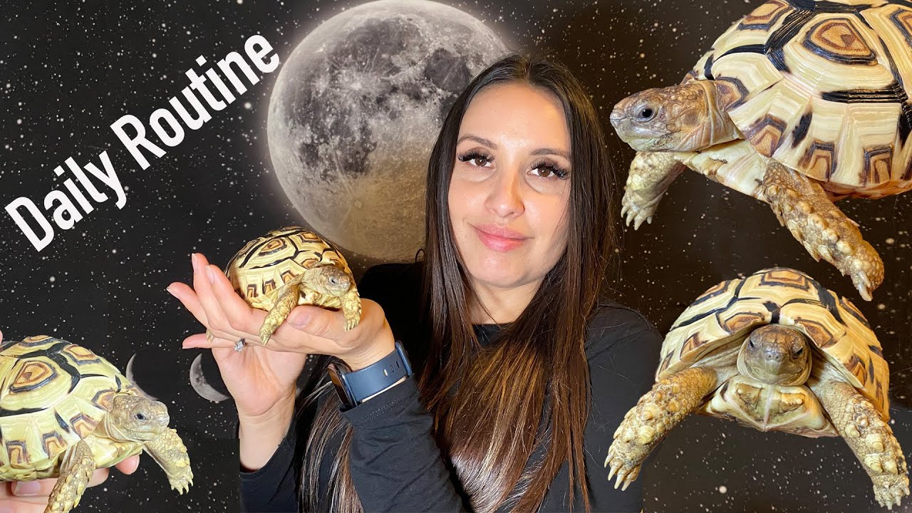 How I care for my LEOPARD TORTOISE | SETUP