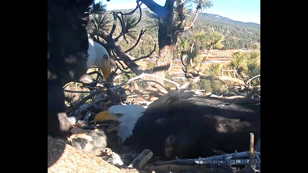 Shadow Brings A Coot, Minus The Head! Jackie Chases Ravens Off Nest 1-11-21 Big Bear Eagles