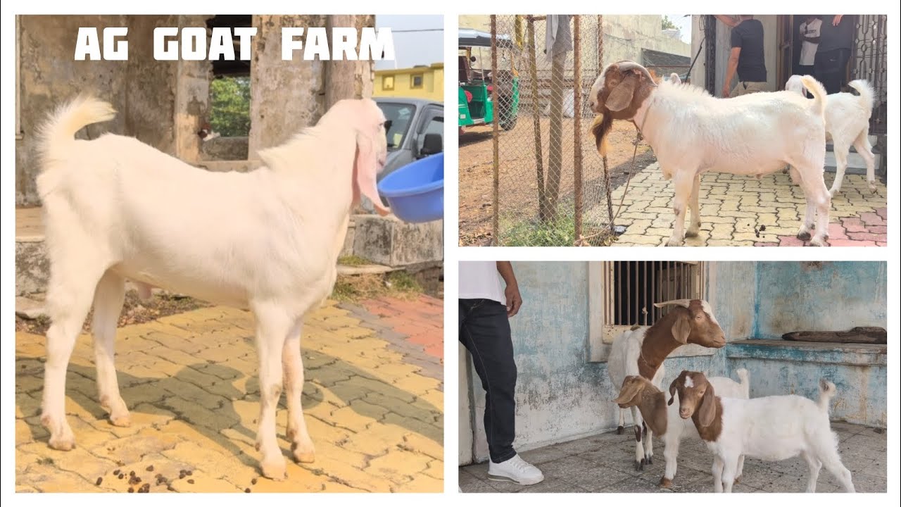AG GOAT FARM #goat​ #goatfarm​ #kotabakra​ #kotagoats​ #gujrigoat​ #gujribakra​