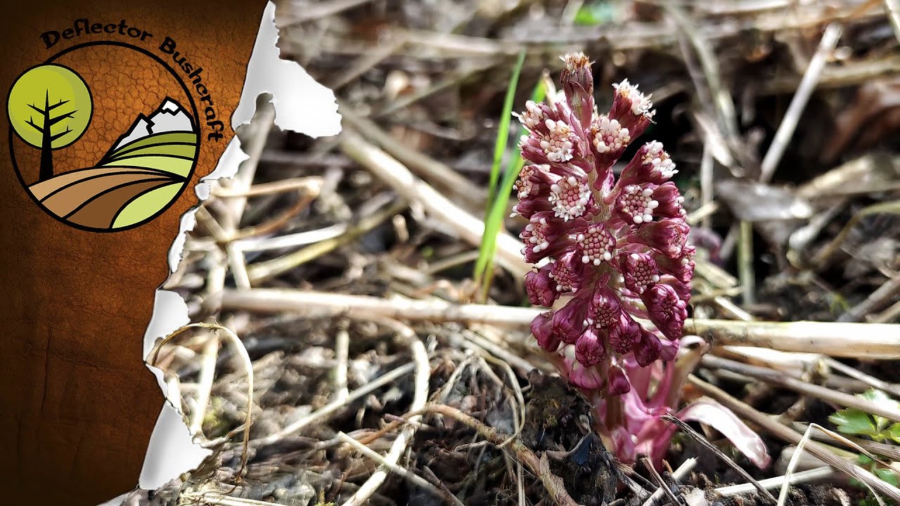 Devětsil lékařský - léčebné účinky / zajímavosti 🌱🌸