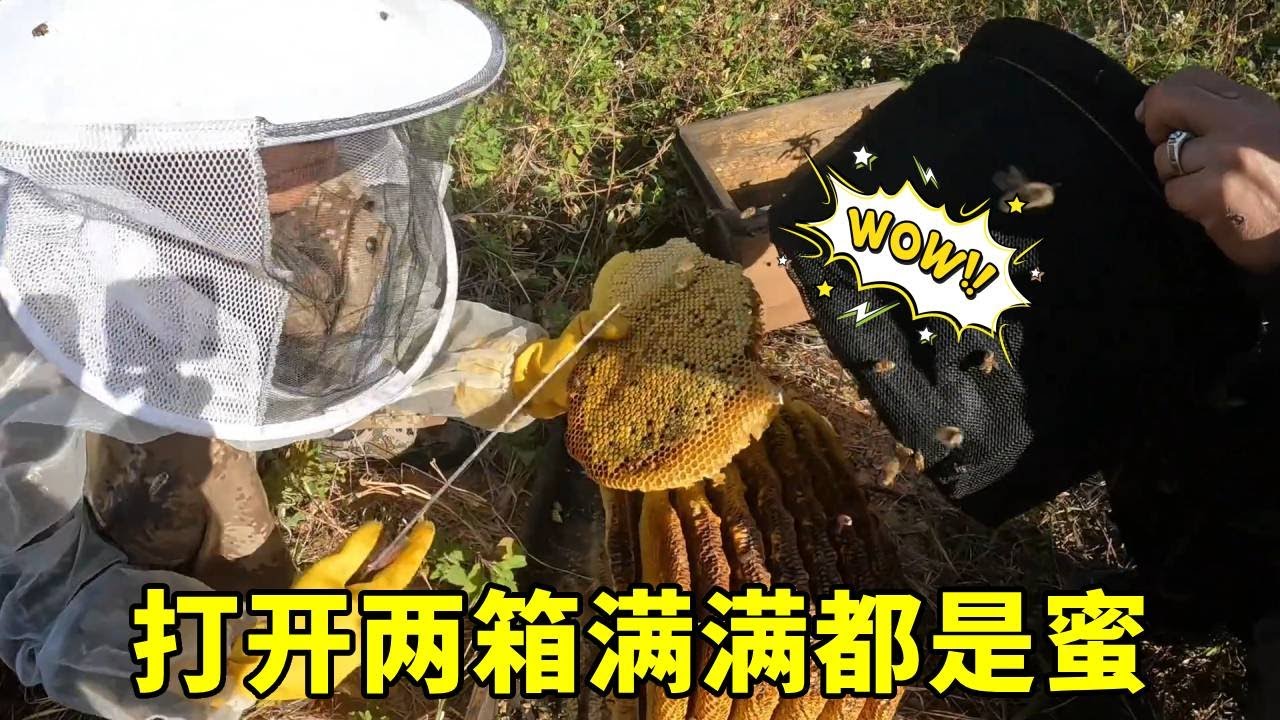 寄在朋友家的诱蜜箱，竟然箱箱爆蜜，满满的全是蜜，太刺激了！#农村生活#取蜜