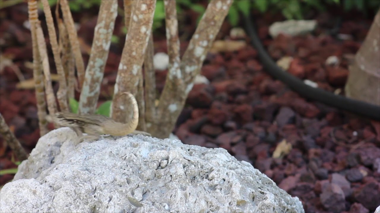 IVRP Commercial Draft