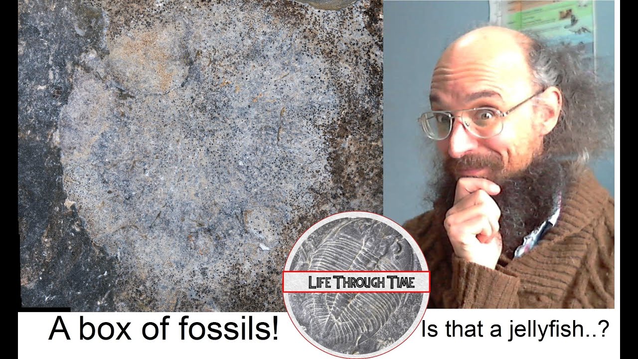 Interpreting fossils: a box of Scottish delights