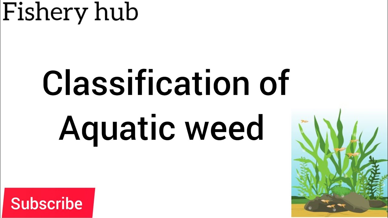 Aquatic weeds||Classification of aquatic weeds