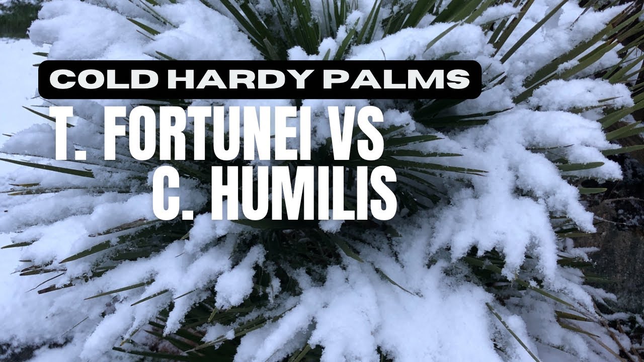 Cold Hardiness of Trachycarpus fortunei vs Chamaerops humilis