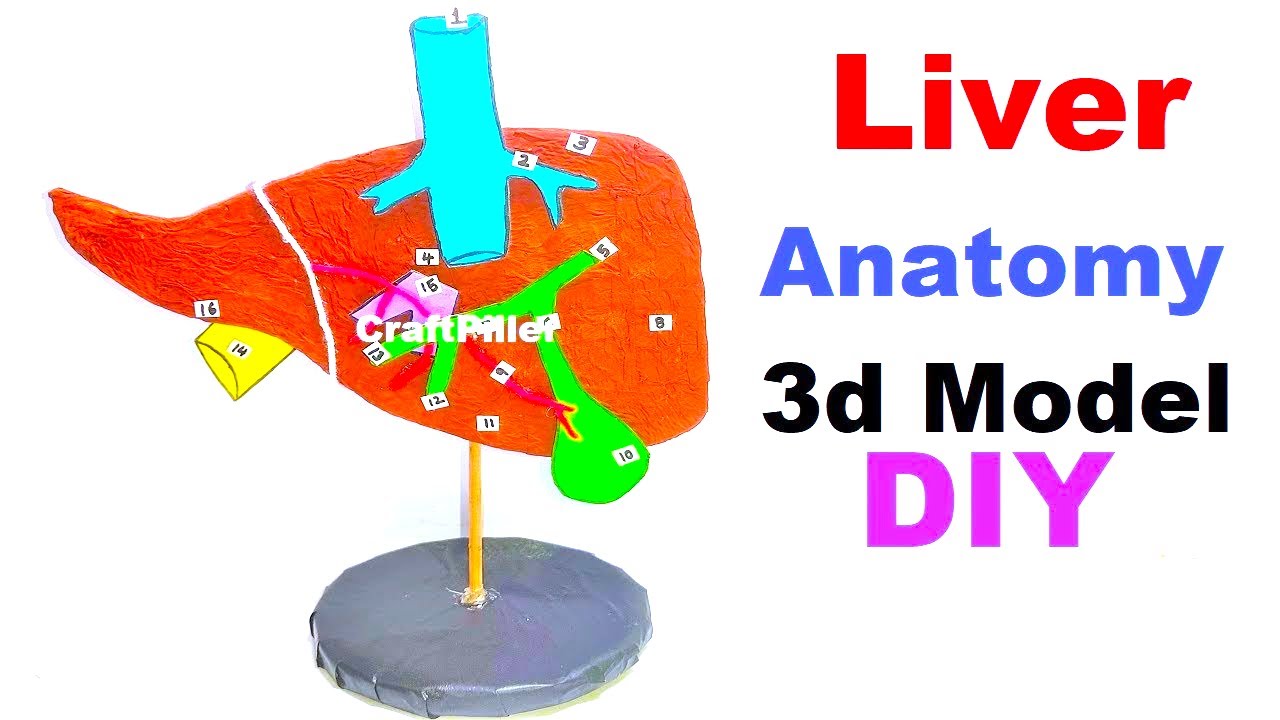 liver model anatomy science project using cardboard (3D) | craftpiller @howtofunda  | still model