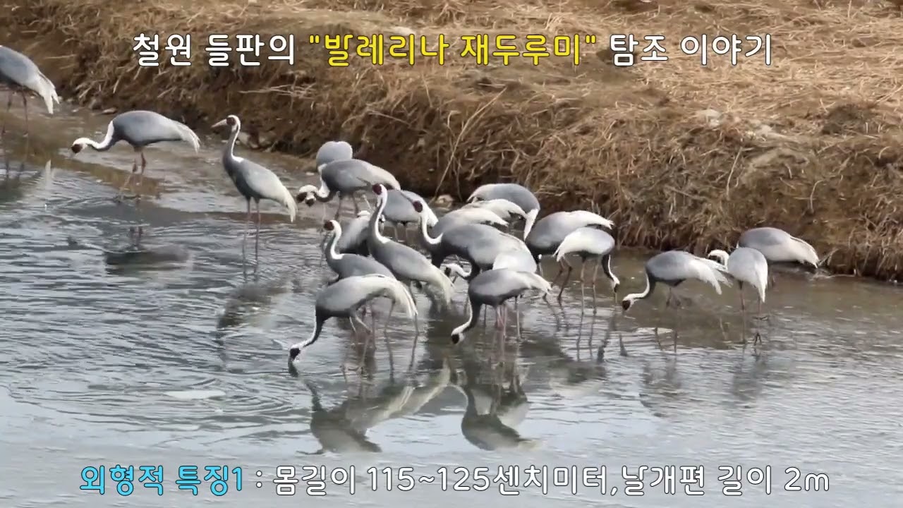 54.철원 들판의 발레리나 재두루미 탐조 이야기