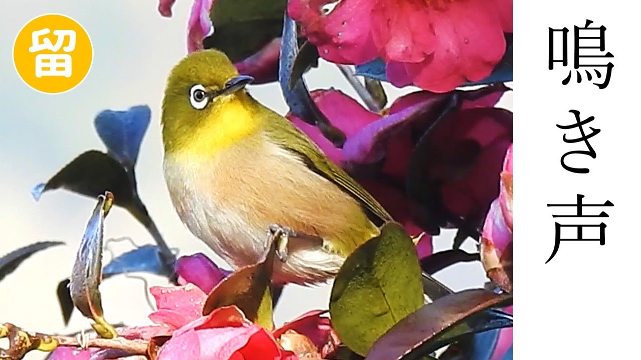 【解説】メジロの鳴き声３種（地鳴き・さえずり）