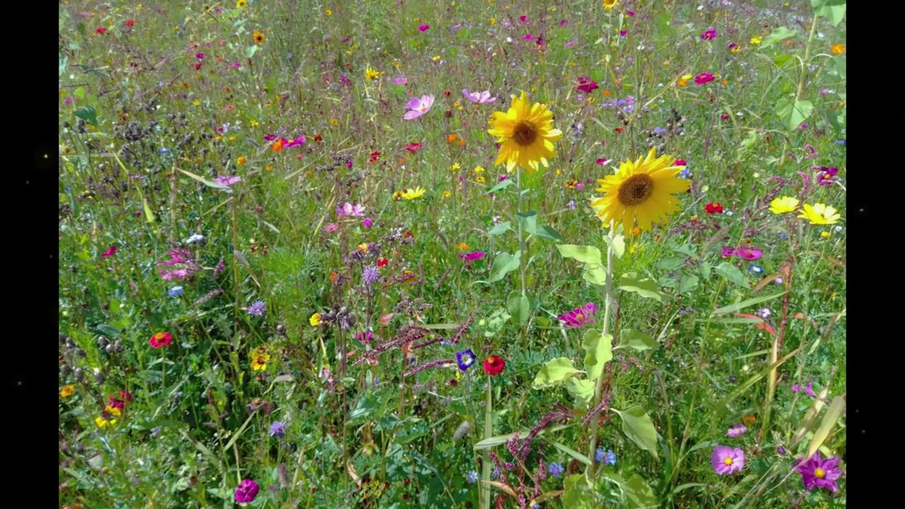 Magical Flowers - ASMR Meadow 🌞 Deepest Sleep Nature Sounds 🌼 Birds & Crickets - Relaxing Meditation