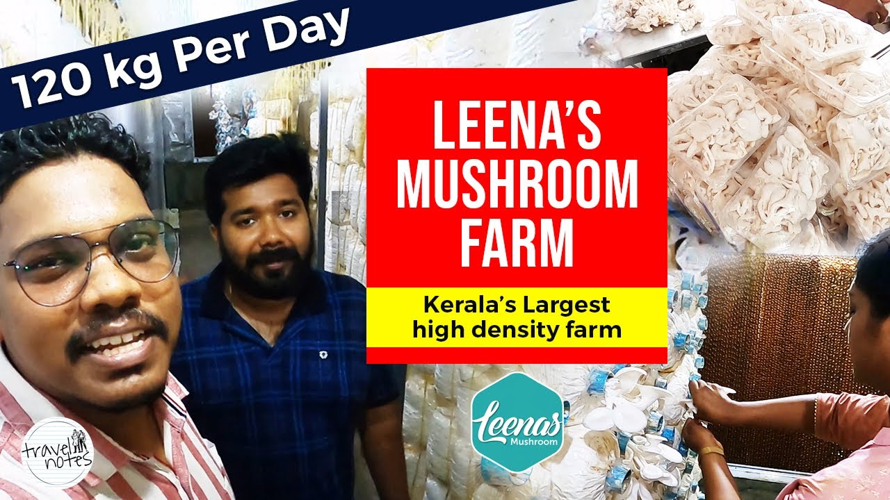 Leenas Mushroom Farm | Largest High-Density Farm In Kerala | Travel Notes