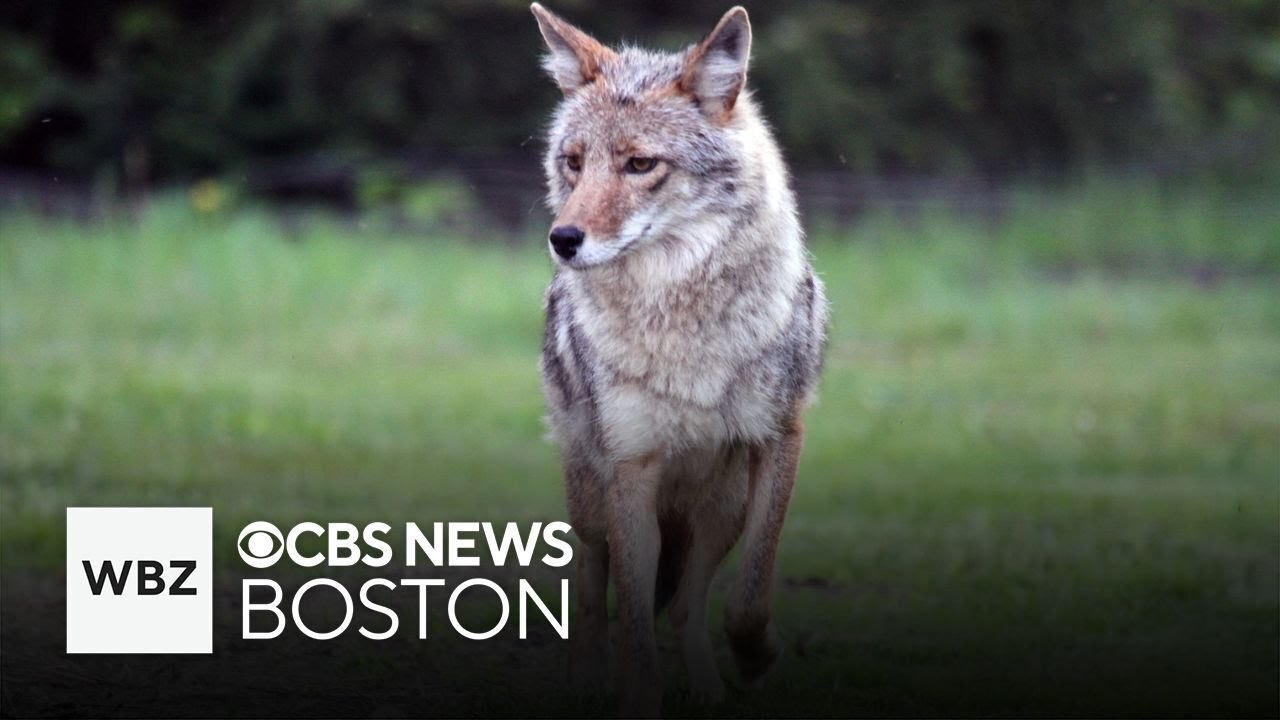 Brookline police warn neighbors after coyotes attack dog