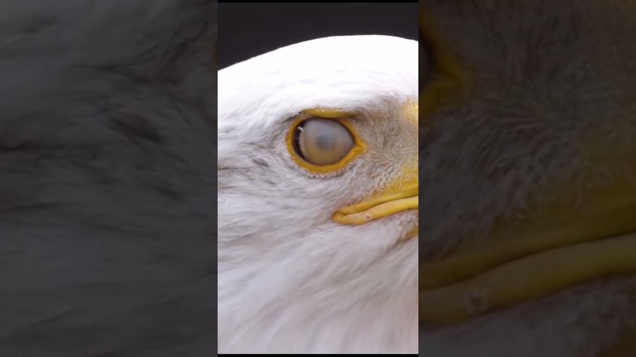 Eagle Eyes #wildlife #eagles