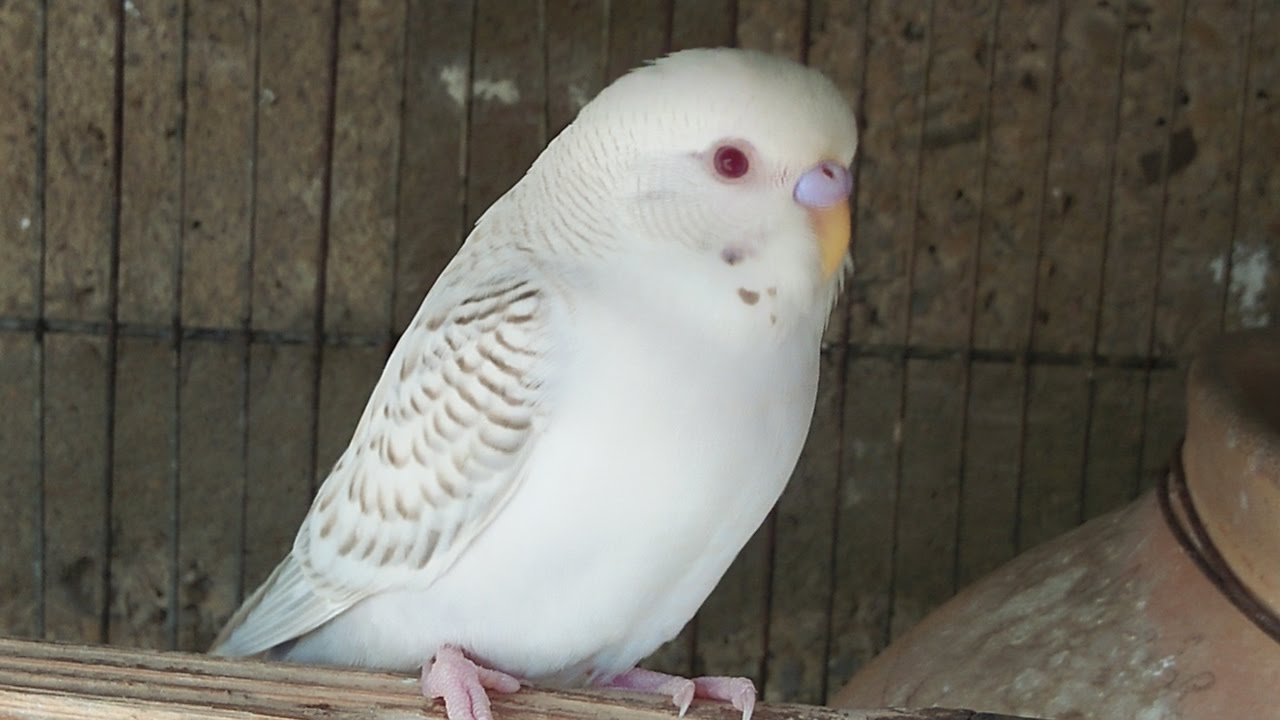Budgies Parrots se nikle hue red eyee breed nahi karte proof in Urdu/Hindi.