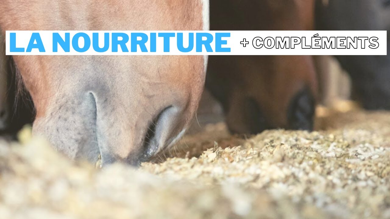 La nourriture de nos Chevaux