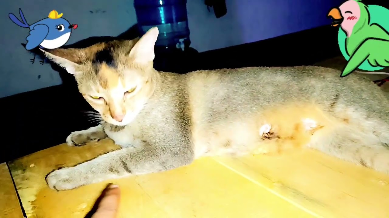 Omg funny cutemy cat ❤🤣😸😹😻#cat #anmals #cuteanimal #cute #kitten #cutepet #funnycat #funnyanimal
