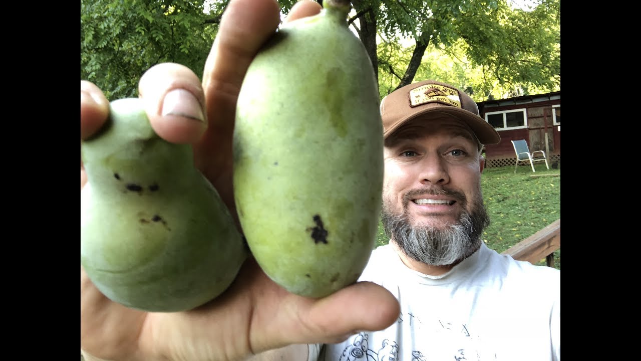 Pawpaw : The Biggest Native Fruit in North America (and most people don&rsquo;t know about it)