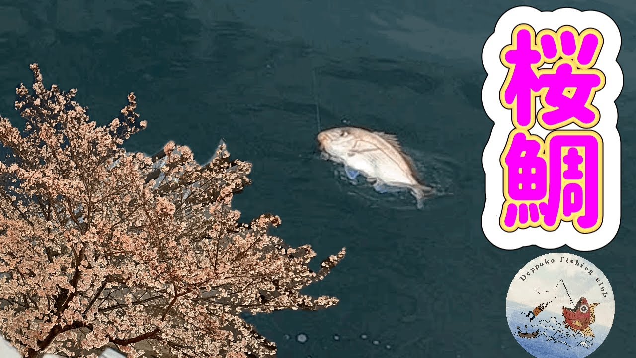 桜鯛🌸遂に‼️始まったのか⁉️ノッコミ真鯛🎣瀬戸内タイラバ【瀬戸内海】