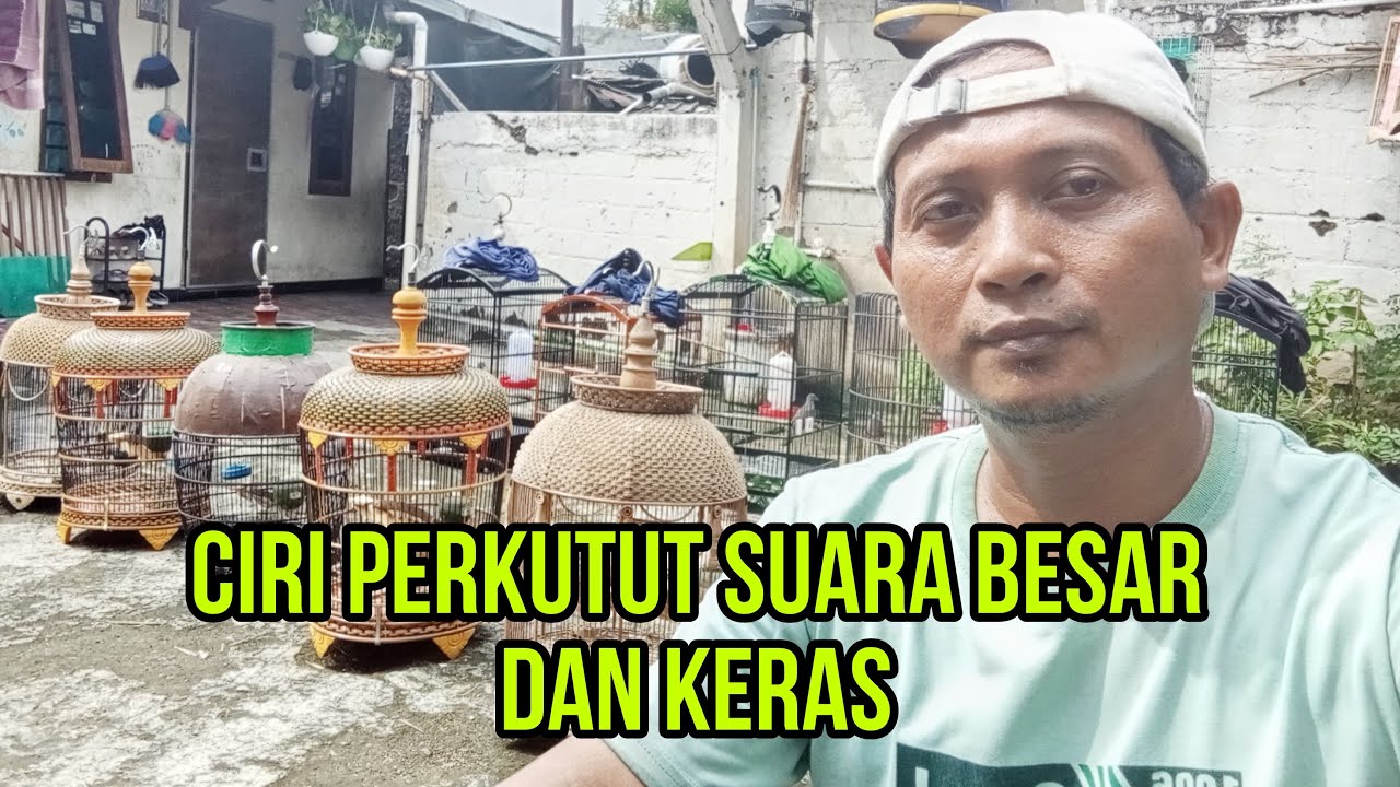 Ciri ciri perkutut suara besar tebal dan keras