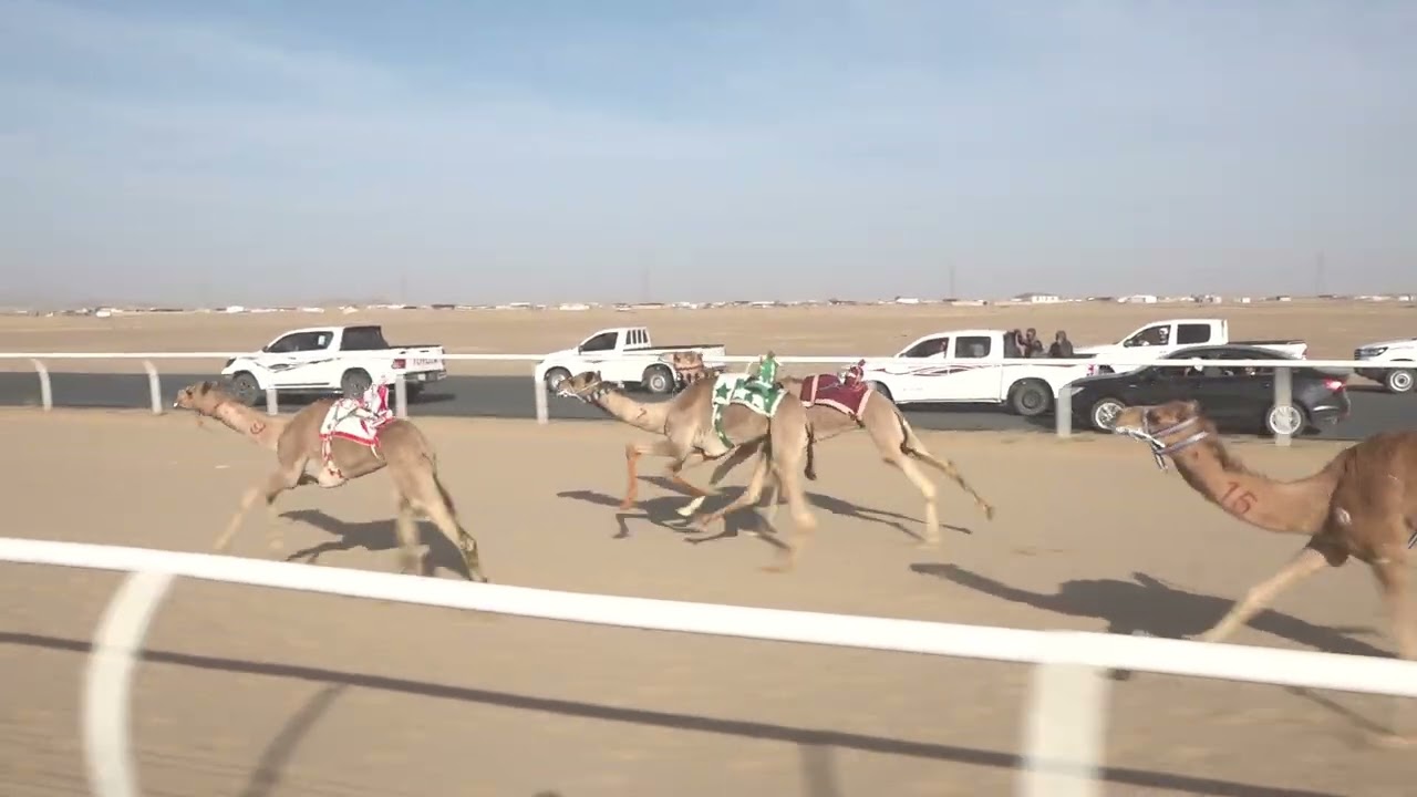 ١٠ / قعدان حقايق/ ٣٠٠٠م/ منادي / صالح صمعان ال عامر