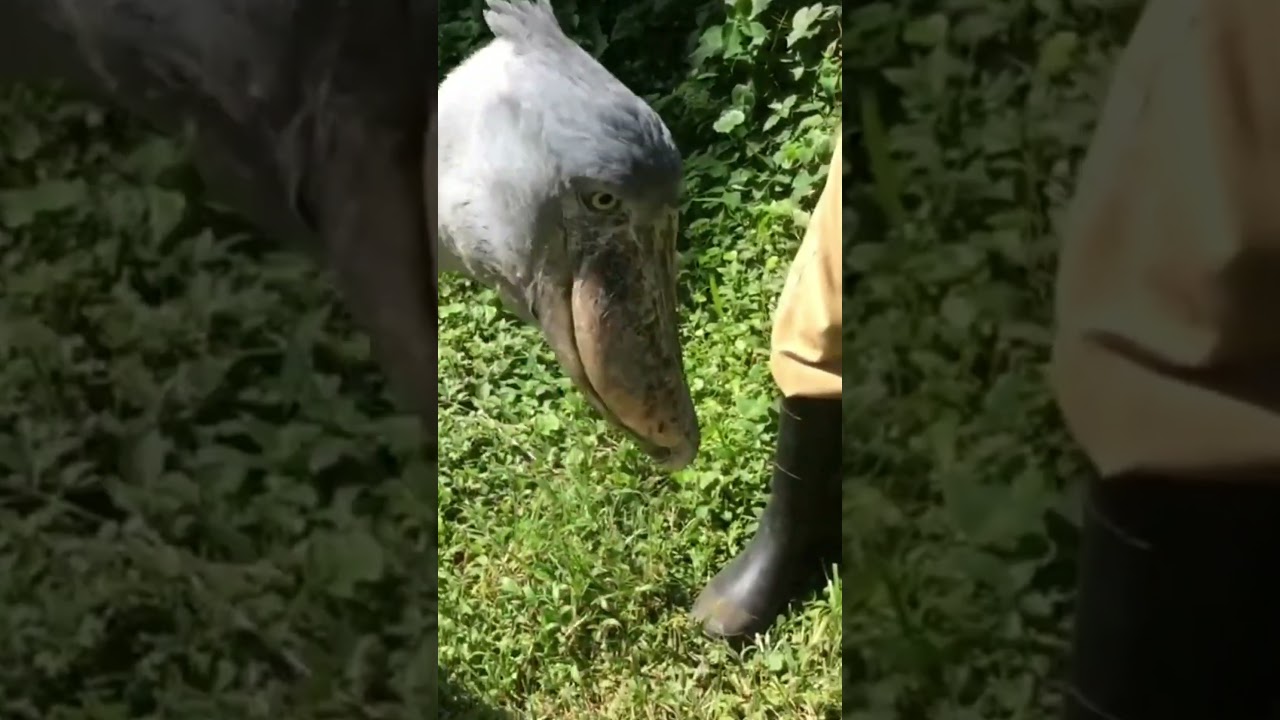 Bird That sounds Like A Machine Gun!    #short