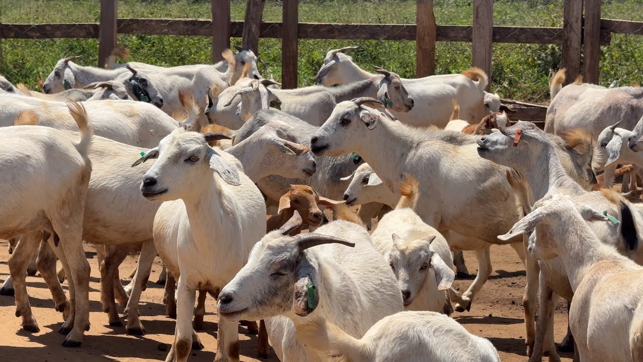 Things I Wish I Knew Before Starting a Goat Farm - How To Start a Successful Goat Farm In 2026