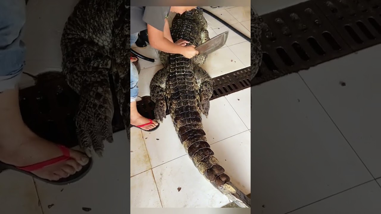 Freshly baked crocodile #National delivery #Crocodile #High end ingredients