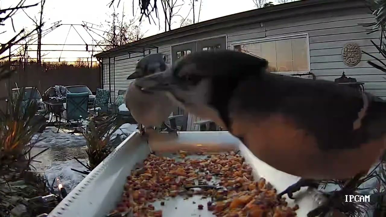 Early Birds in the Best Bird Feeder Ever!@AnointedAcresAntics 