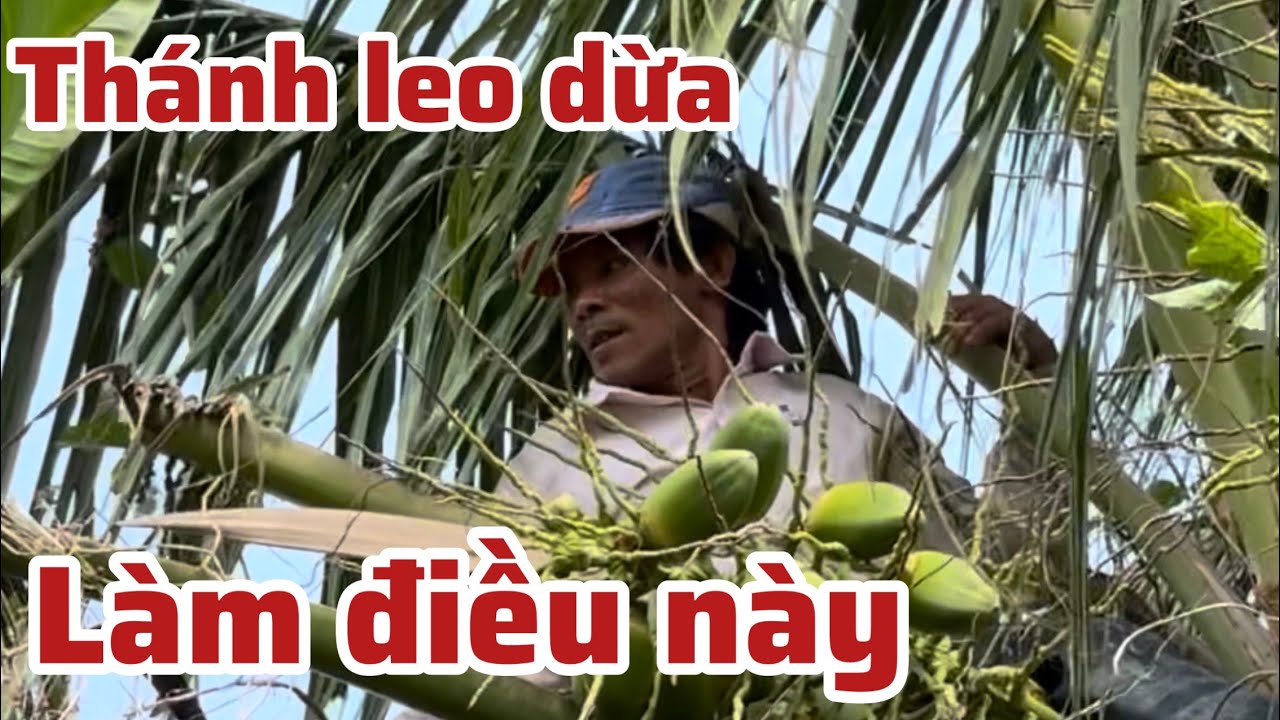 Thánh leo dừa  nổi tiếng 1 vùng U Minh làm điều này  