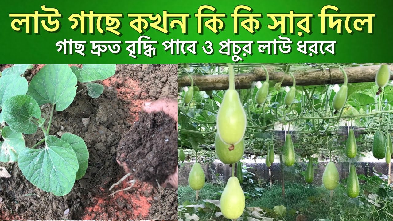 লাউ গাছে কখন কি কি সার দিলে গাছ দ্রুত বৃদ্ধি পাবে ও প্রচুর ফলন ধরবে। লাউ গাছের পরিচর্যা।