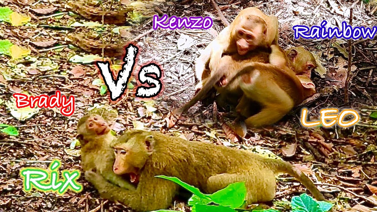 Very Interesting..!! Rainbow take Leo and Kenzo go to meet Rix, Brady.. what happened..?!