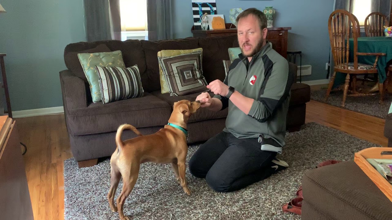 Teaching Oliver Quiet or the Stop Barking Command