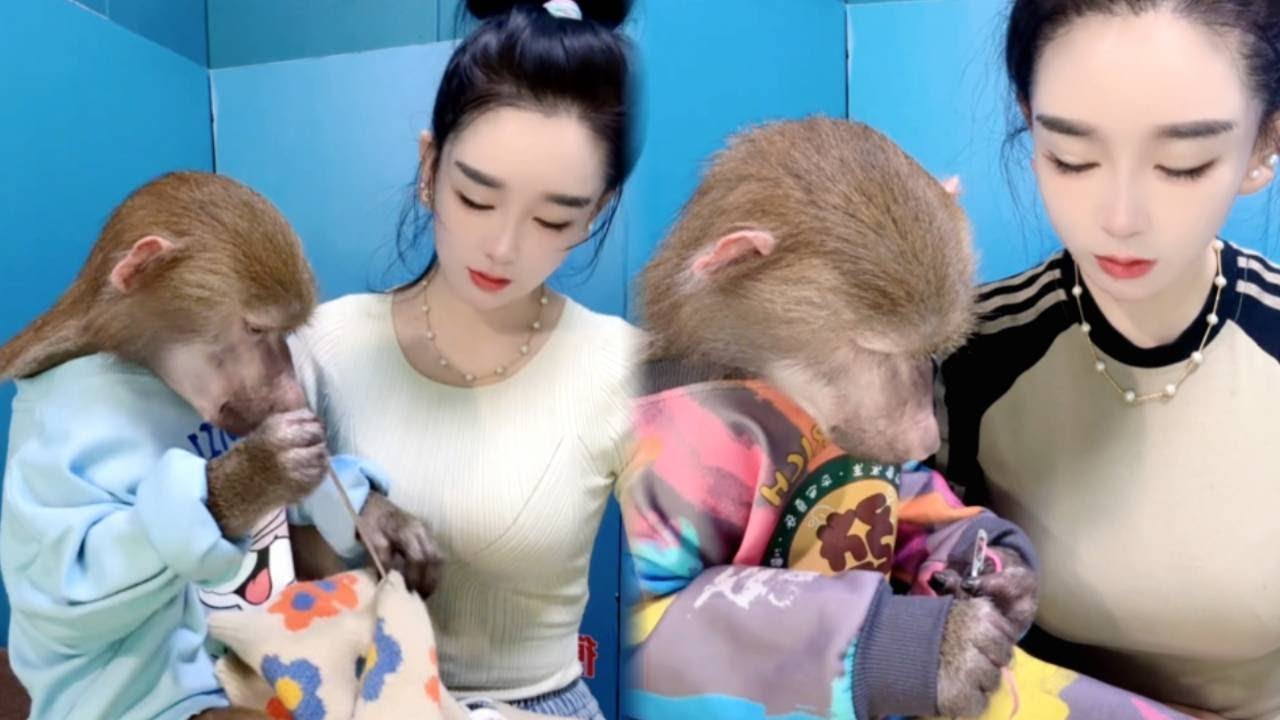 Baboons sew their own clothes, Monkey has become a spirit#spiritmonkey