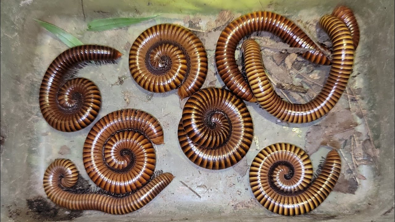 2 Days Exploring & Catching Giant Millipedes, Poisonous Insects In The Wild #millipede #insects