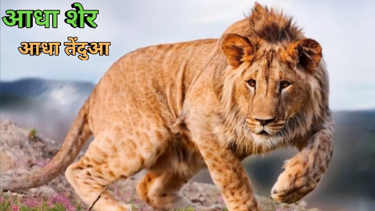 Leopon Hybrid from Leopard and Lion #shorts  #fact #animal