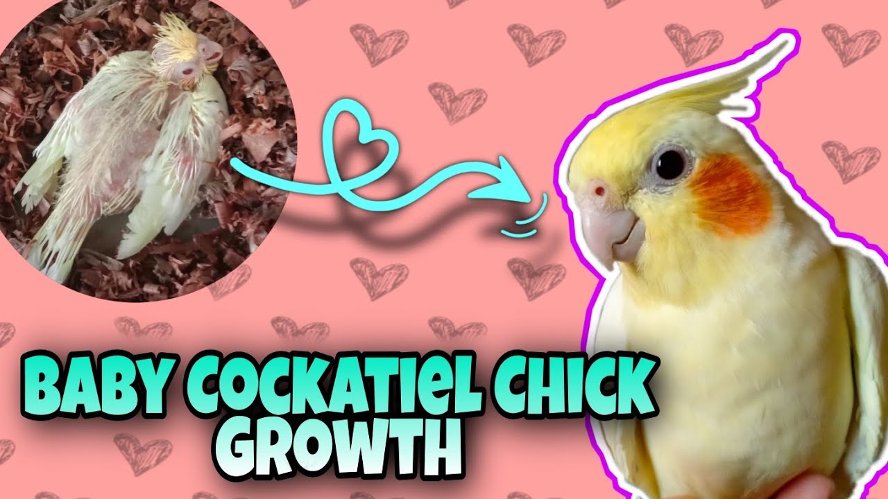 Baby Cockatiel Chick Growth ( 4 weeks to 10 months)