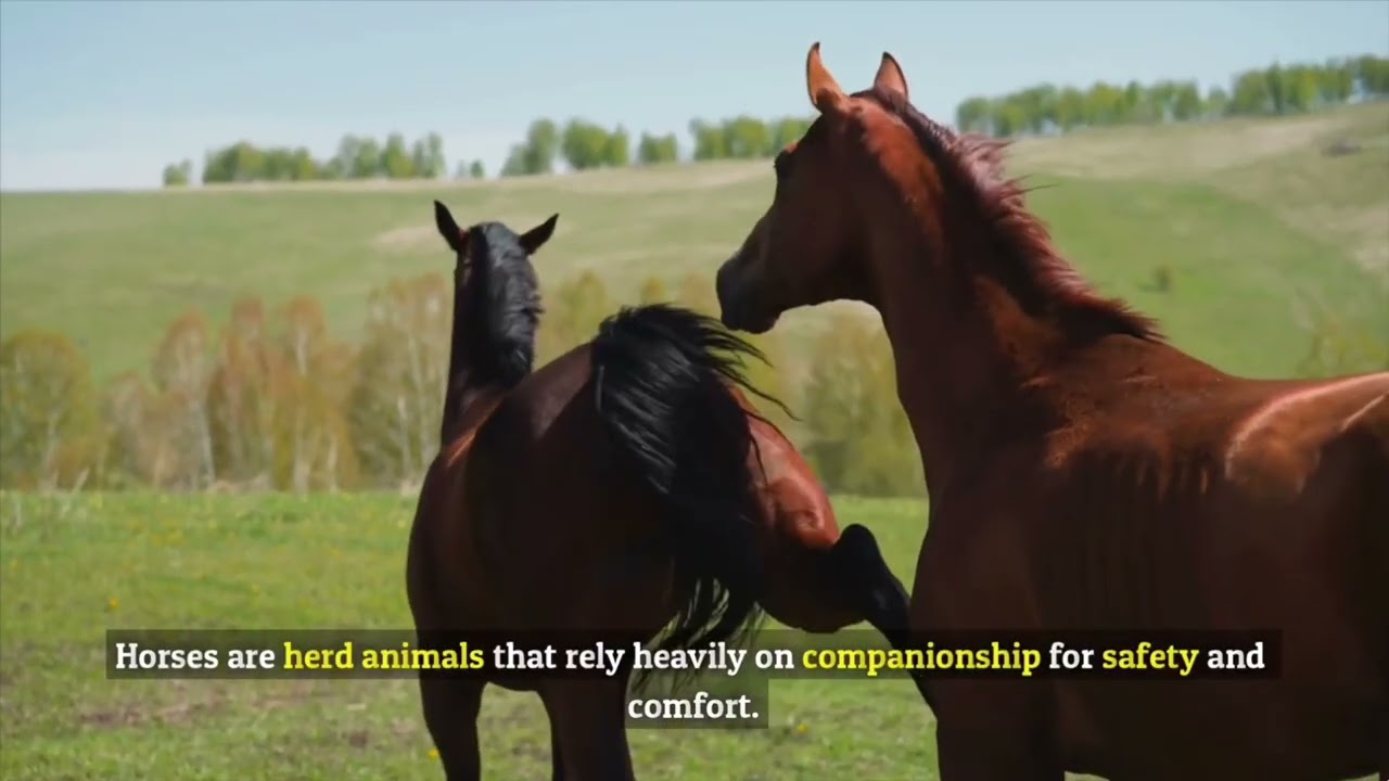 7 signalen dat je paard ongelukkig is