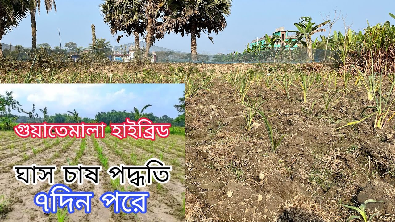 ৫জি গুয়াতেমালা হাইব্রিড ঘাস চাষ সঠিক পদ্ধতি 