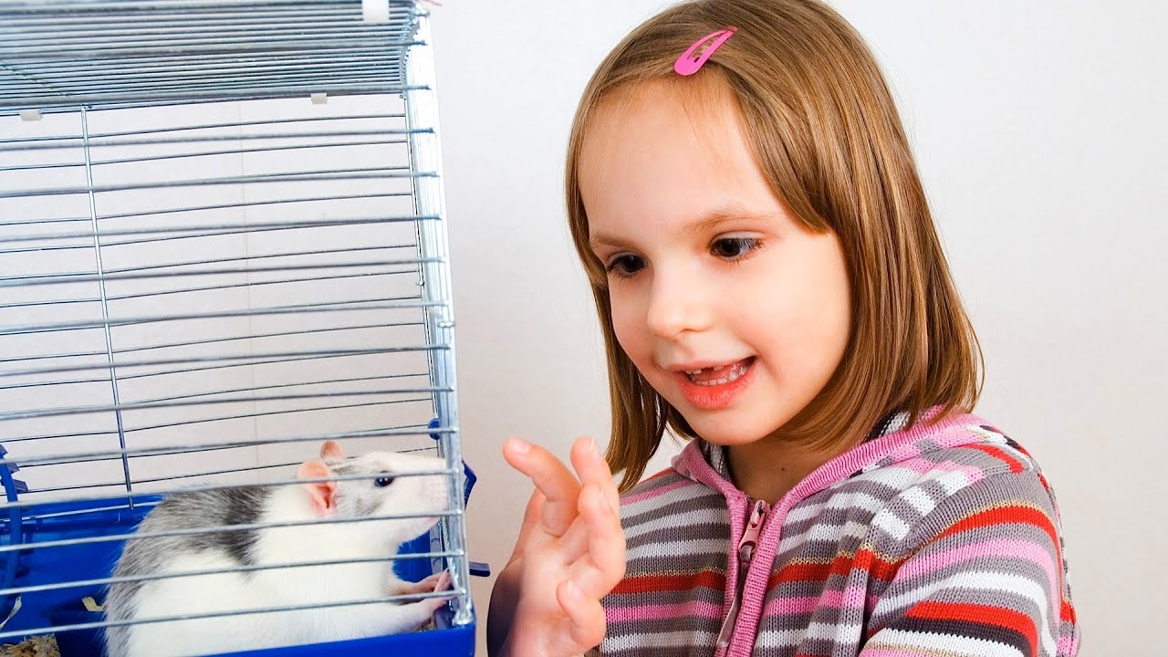 How to Clean a Rat Cage | Pet Rats
