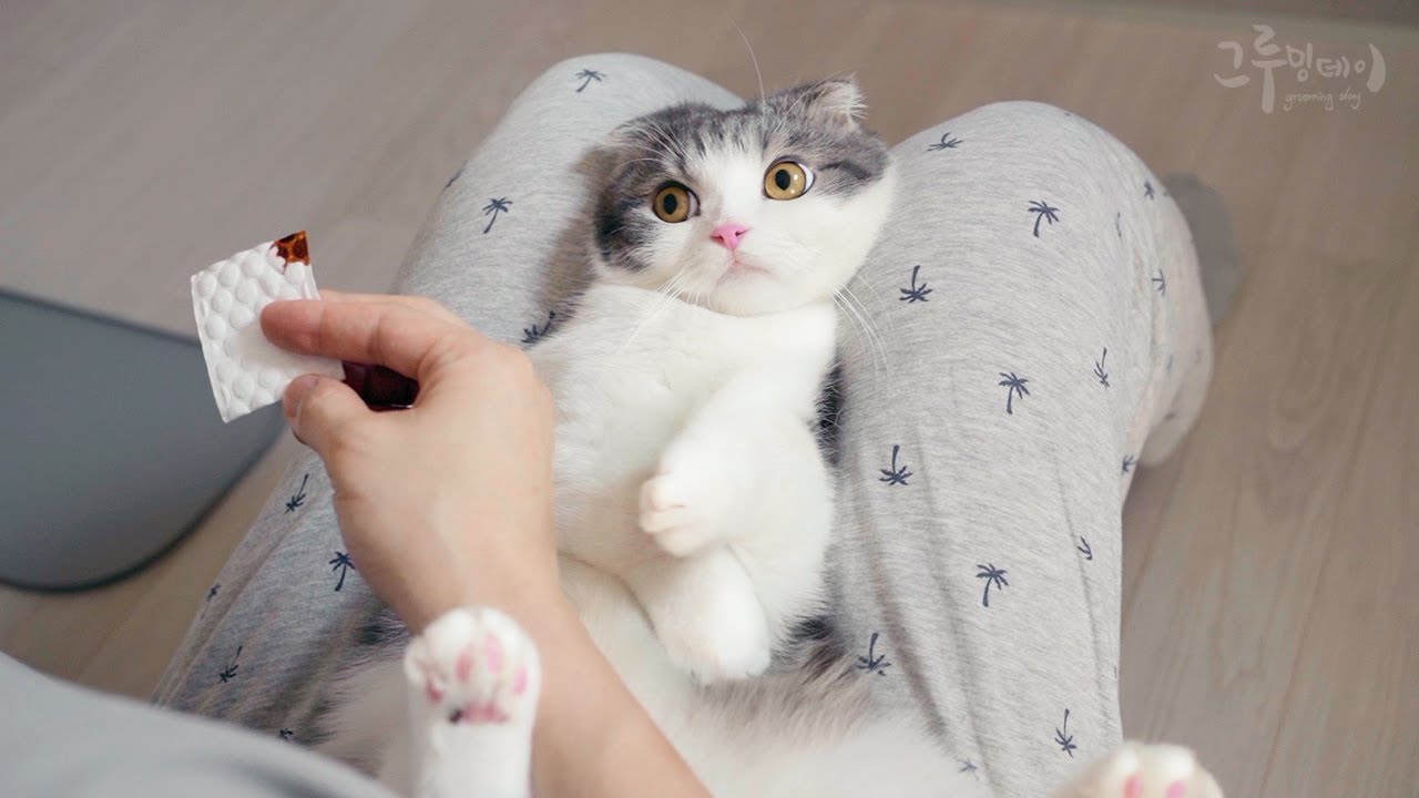 Кот грустно плачет из-за боли в когтях.