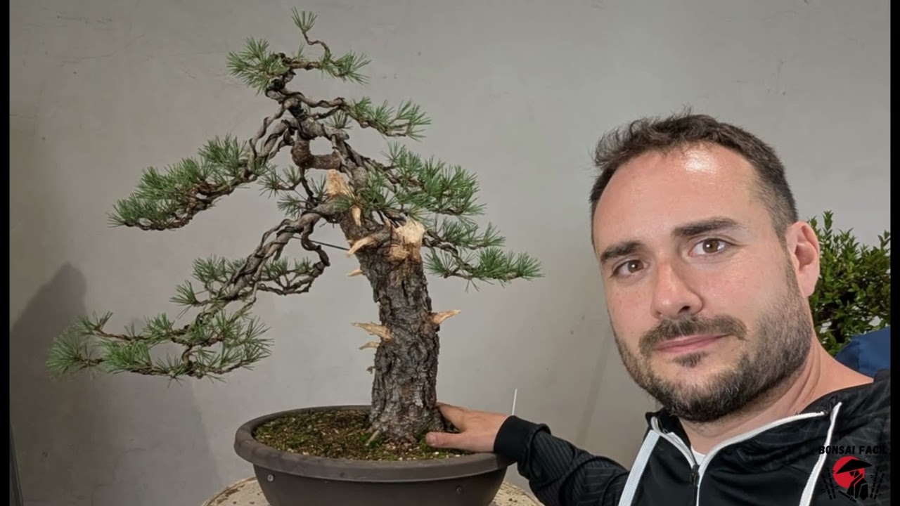 Algunos trabajos y paseos en Kingii con @kingii bonsai