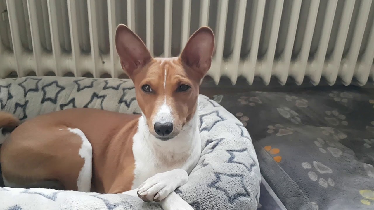 Tenpinmaster präsentiert: Amy & Coco