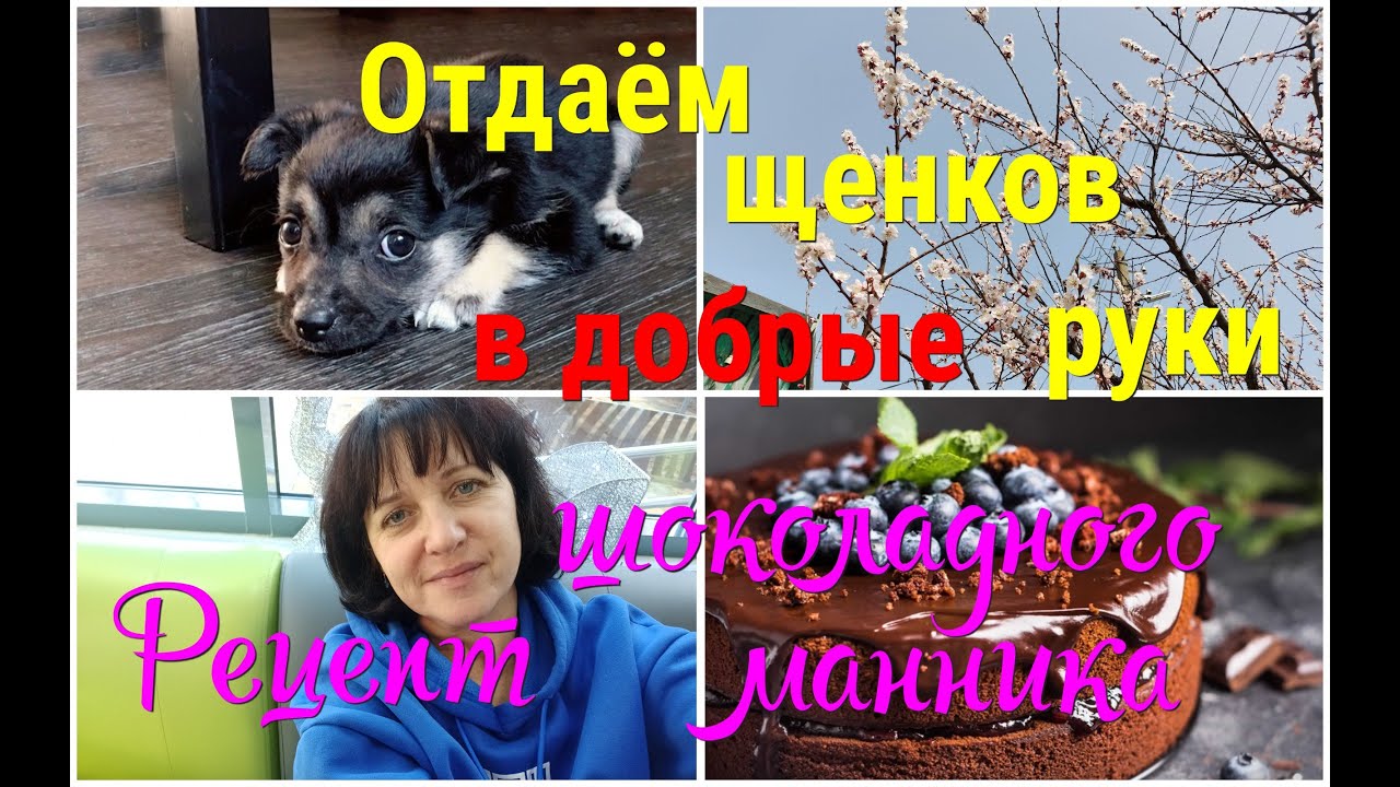 Ейск/Отдаём ЩЕНКОВ в добрые руки/Рецепт шоколадного МАННИКА/Рецепт ПОСТНОГО пирога!