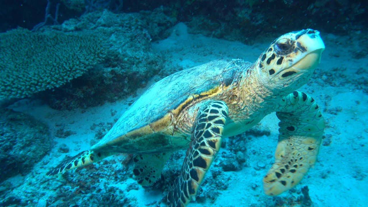 4K. Scuba Dive Baa Atoll Maldives April 2022