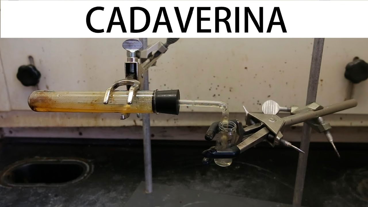 Cómo hacer cadaverina (el olor a muerte)