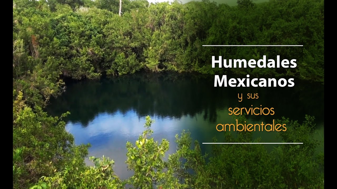 Los Humedales y sus servicios ambientales