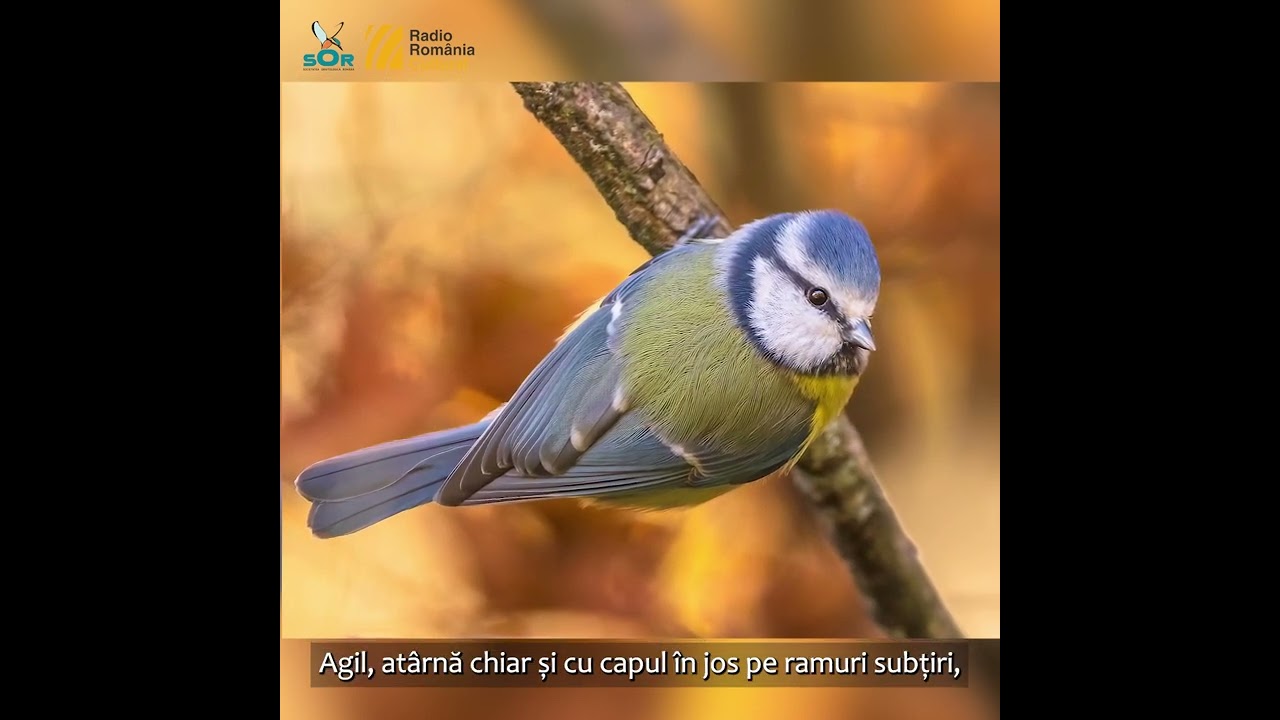 Pițigoi albastru / Minutul de natură / Orașul vorbește la RRC
