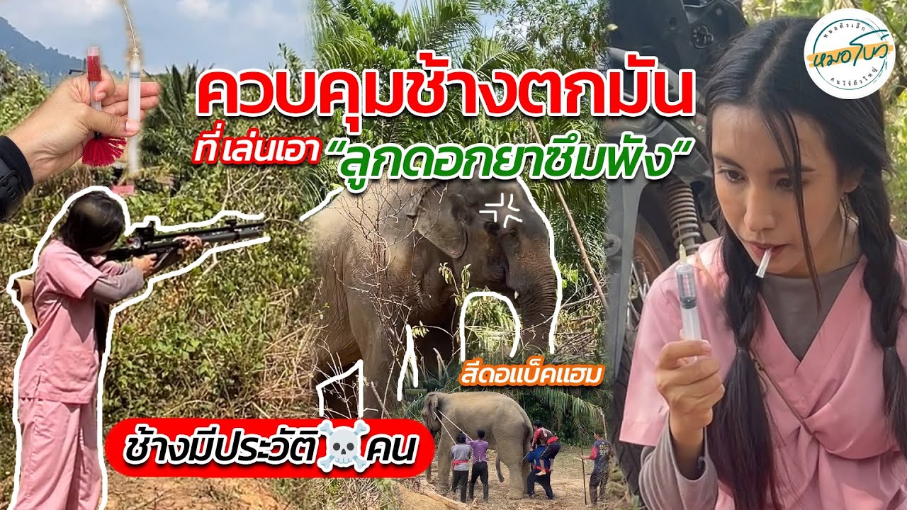ควบคุมช้างตกมัน เล่นเอาลูกดอกยาซึมพัง‼️ | หมอโบว์ หมอตัวเล็กกับคนไข้ตัวใหญ่