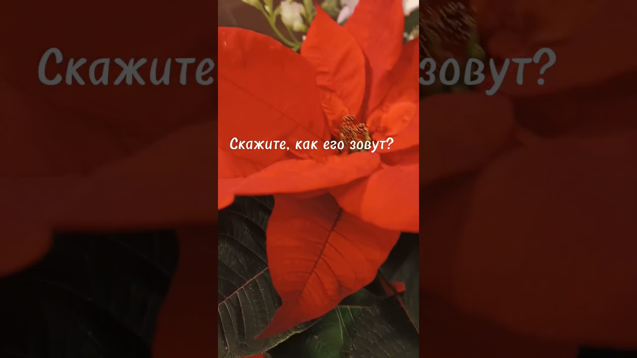 Жизнь во Франции. Красота, она вокруг #france #жизньвофранции #noel #bonheur #vivreenfrance
