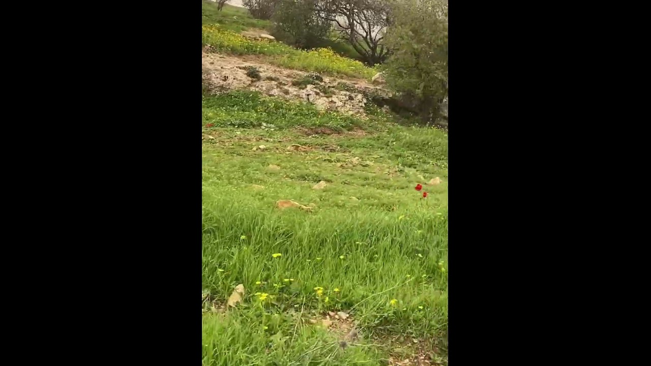 في كل ألطاف الحياة أراه ..، 